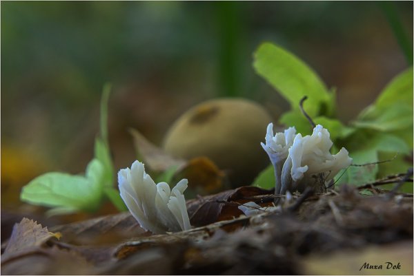 Plants and mushrooms