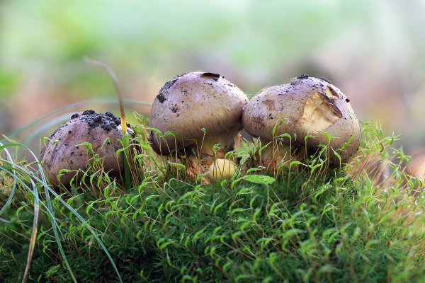 IMG_1381-1 Паутинник голубовато-опоясанный (cortinarius balteatocumatilis)