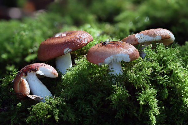 IMG_1551-1 Сыроежка пищевая (Russula vesca)