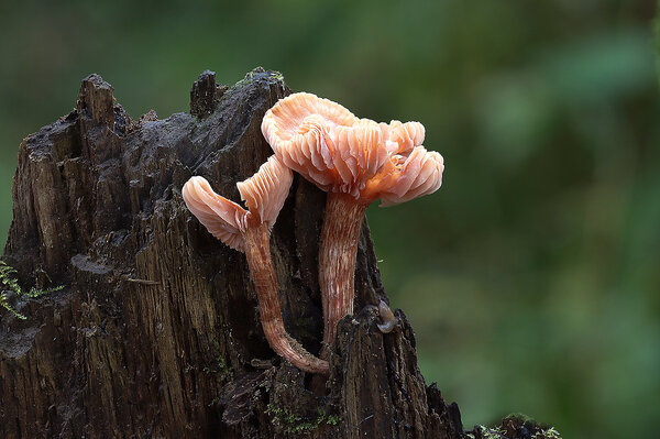 Plants and mushrooms