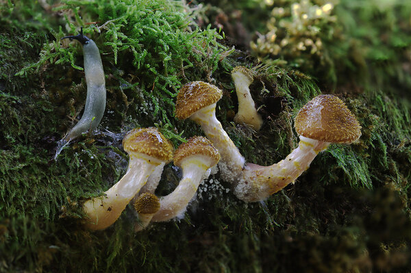 IMG_3292-1 Опёнок осенний (armillaria mellea)