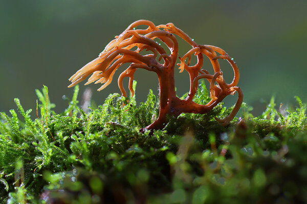 Plants and mushrooms