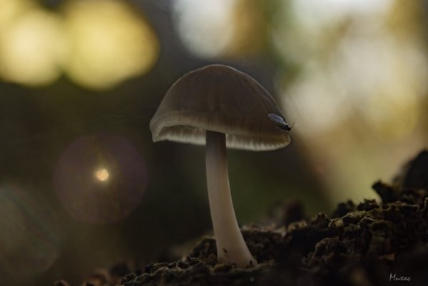 Осеннее настроение