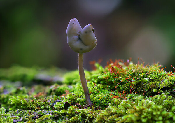 Plants and mushrooms