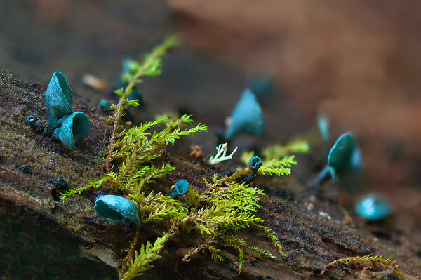 Plants and mushrooms