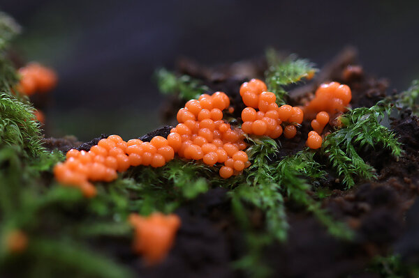 IMG_4323-1 Трихия обманчивая (Hemitrichia decipiens)