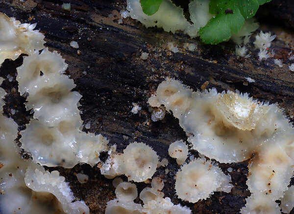 Plants and mushrooms