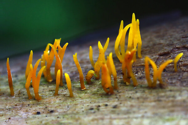 IMG_4934-1  Калоцера роговидная (Calocera cornea)