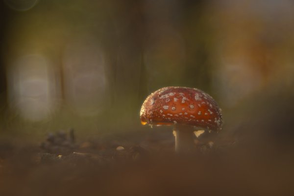 Просто мухомор в лесочке