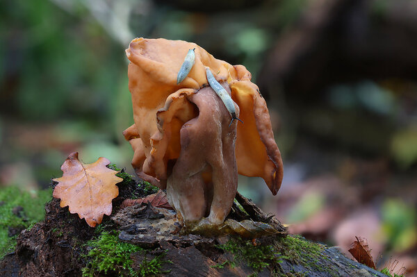 Plants and mushrooms