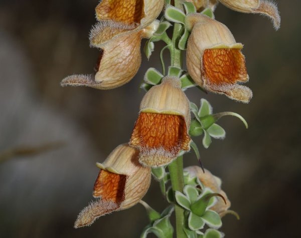 IMG_5431 Наперстянка ржавая Digitalis ferruginea.JPG