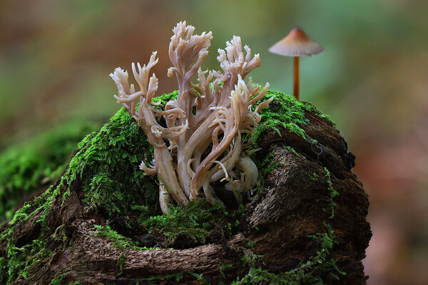 Plants and mushrooms