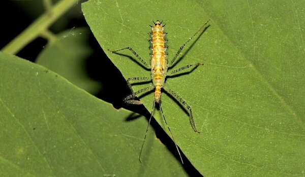 IMG_6015 Хищнец (Assassin Bug).JPG