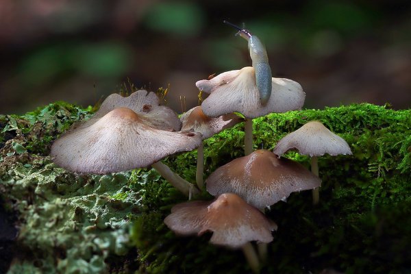 IMG_6161-1 Мицена колпаковидная, mycena epiptery и слизень полевой deroceras agrestegioides