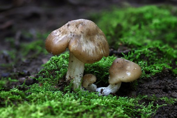 IMG_6393-1 Энтолома садовая (entoloma clypeatum)