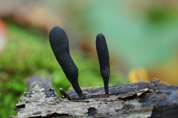 IMG_6414-1 Ксилярия многообразная xylaria polymorpha