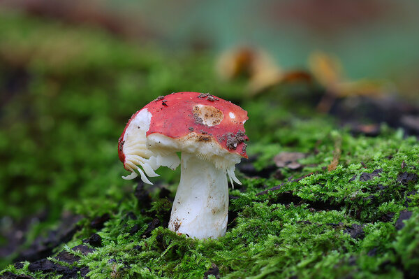 Plants and mushrooms