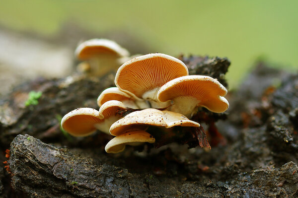 IMG_6464 B-1  вёшенка оранжевая (phyllotopsis nidulans)