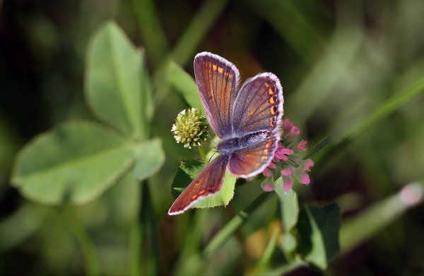 IMG_6494-1 Самка голубянки икар (Polyommatus icarus mariscolore)