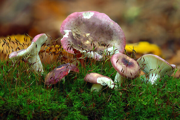 IMG_6636-1 Сыроежка выцветающая (russula exalbicans)