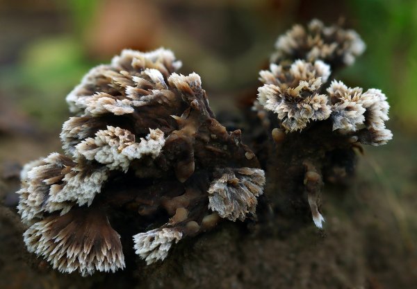IMG_6959-1 Телефора Thelephora penicillata