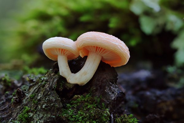 IMG_7107-1 Родотус дланевидный (Rhodotus palmatus)