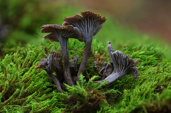 Plants and mushrooms