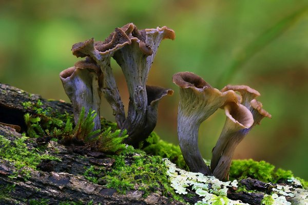IMG_7393-1 Воро́ночник рожкови́дный (лат. Craterellus cornucopioides)