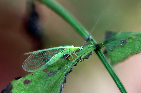 IMG_7424-1 Златоглазка обыкновенная chrysoperla carnea