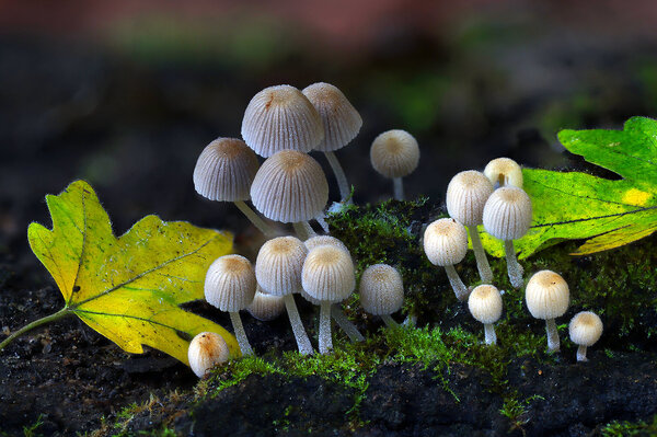 IMG_7838-1 Копринеллус рассеянный Coprinellus disseminatus