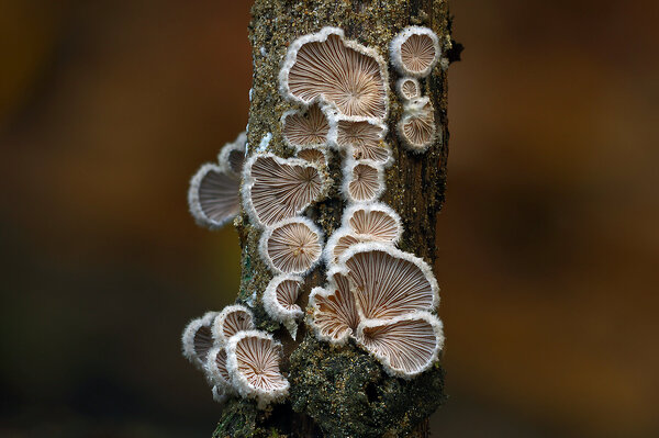 IMG_7878-1 Щелелистник обыкновенный schizophyllum commune