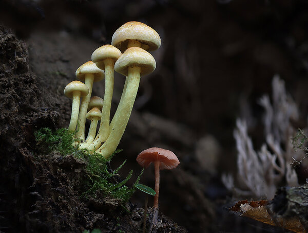 IMG_8118-2 ложноопёнок серно-жёлтый hypholoma и Мицена Розелла Mycena rosella
