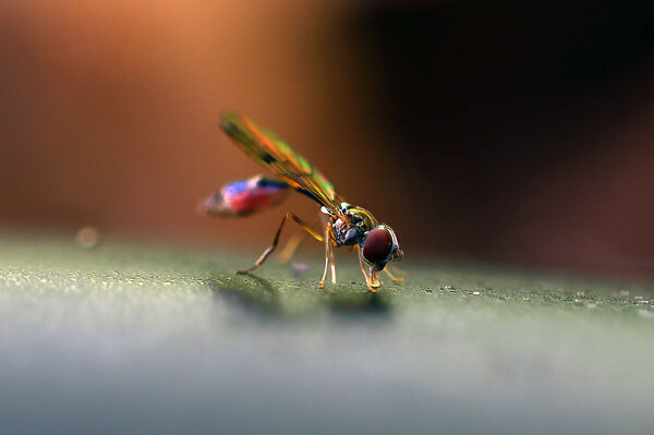 IMG_8575-1 Вакха удлиненная Baccha elongata