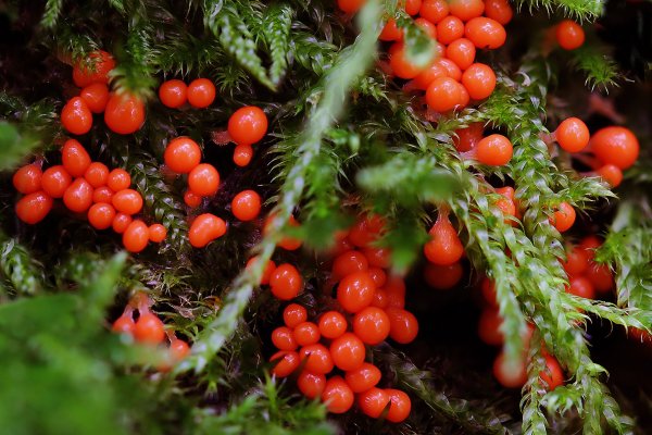 Plants and mushrooms