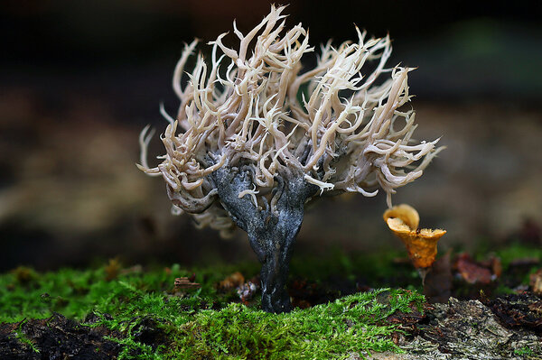 IMG_8737-1 Клавулина пепельно-серая (Clavulina cinerea)