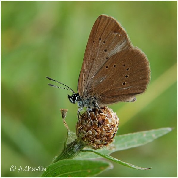 M.nausithous B..jpg