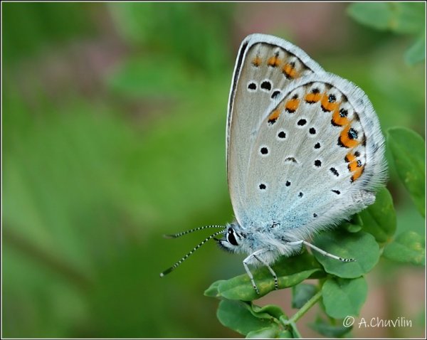 P.argyragnomon B..jpg