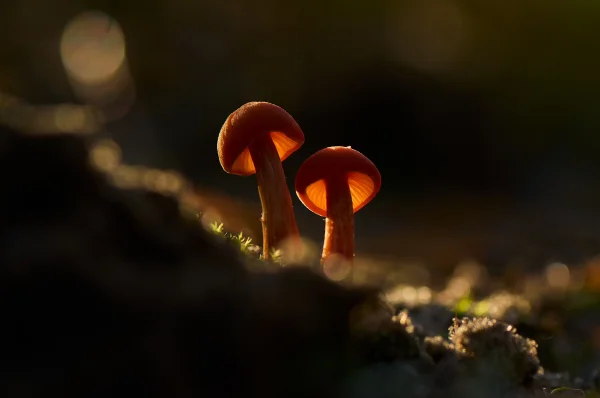 Plants and mushrooms