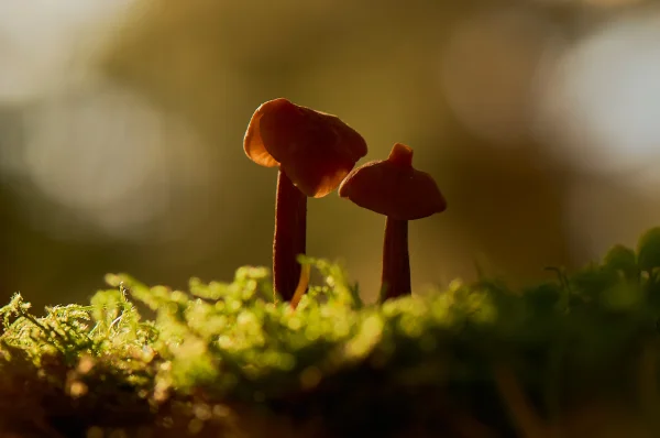 Plants and mushrooms